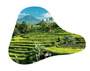 زيارة الريف و حقول الأرز: